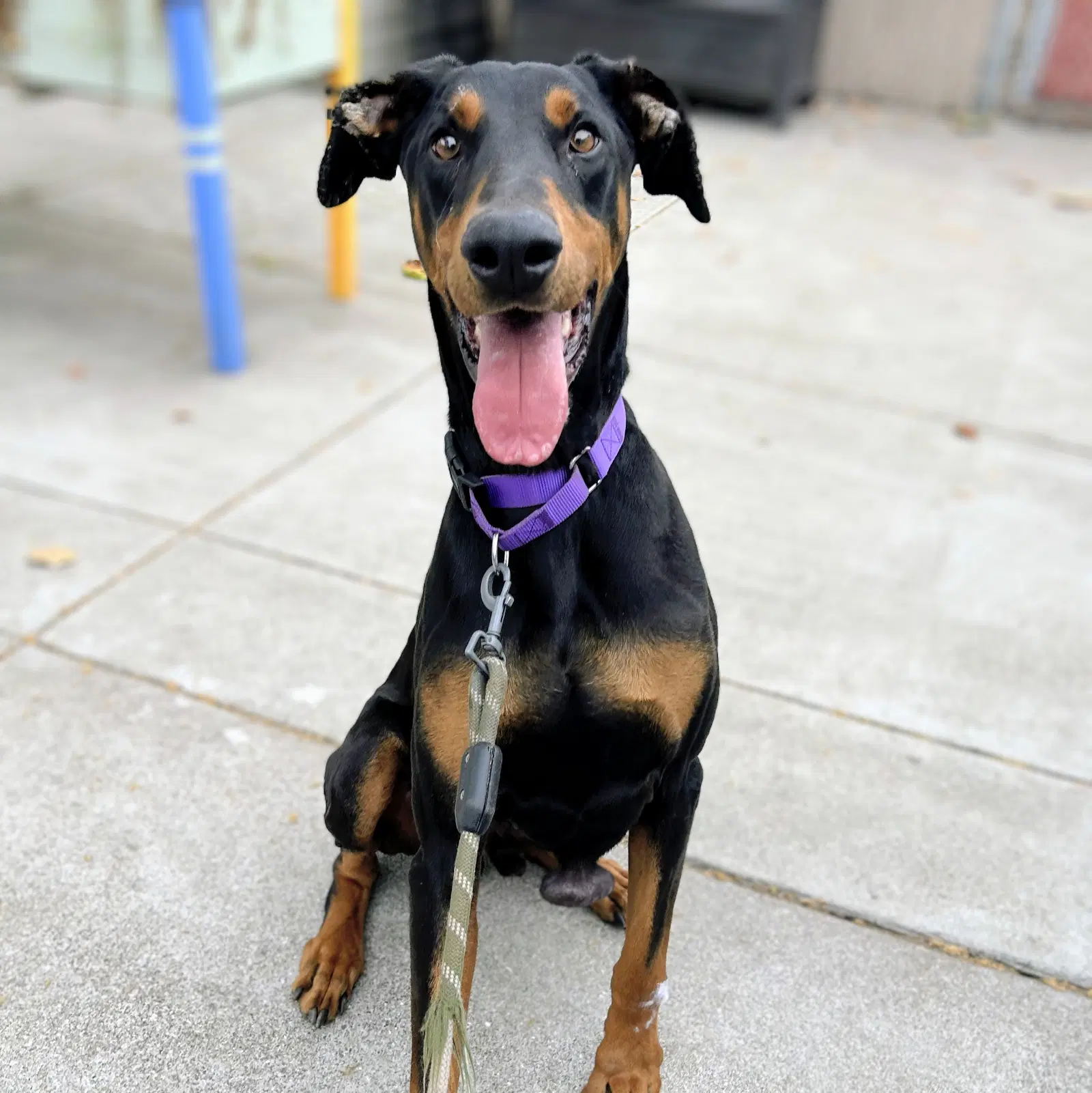 Deku - Doberman Pinscher