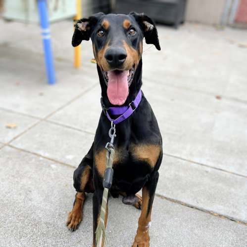 Deku, Doberman Pinscher / Mixed