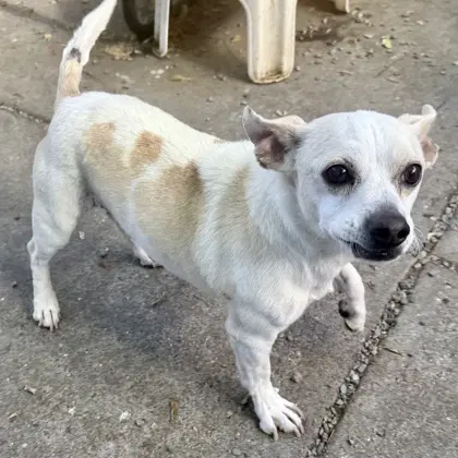 Owen - Chihuahua