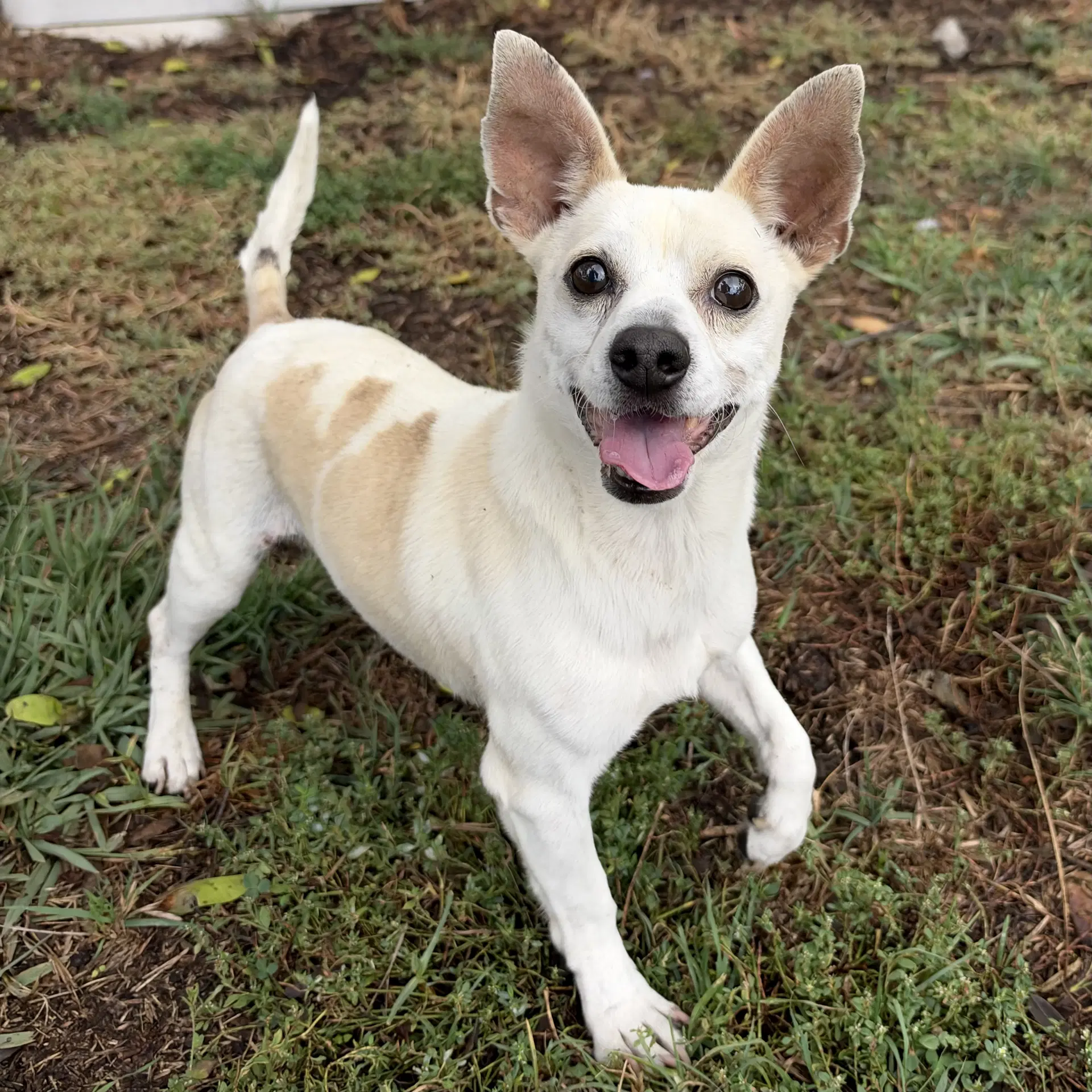 Owen - Chihuahua