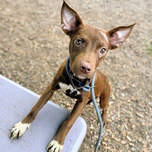 Otter, Terrier / Mixed