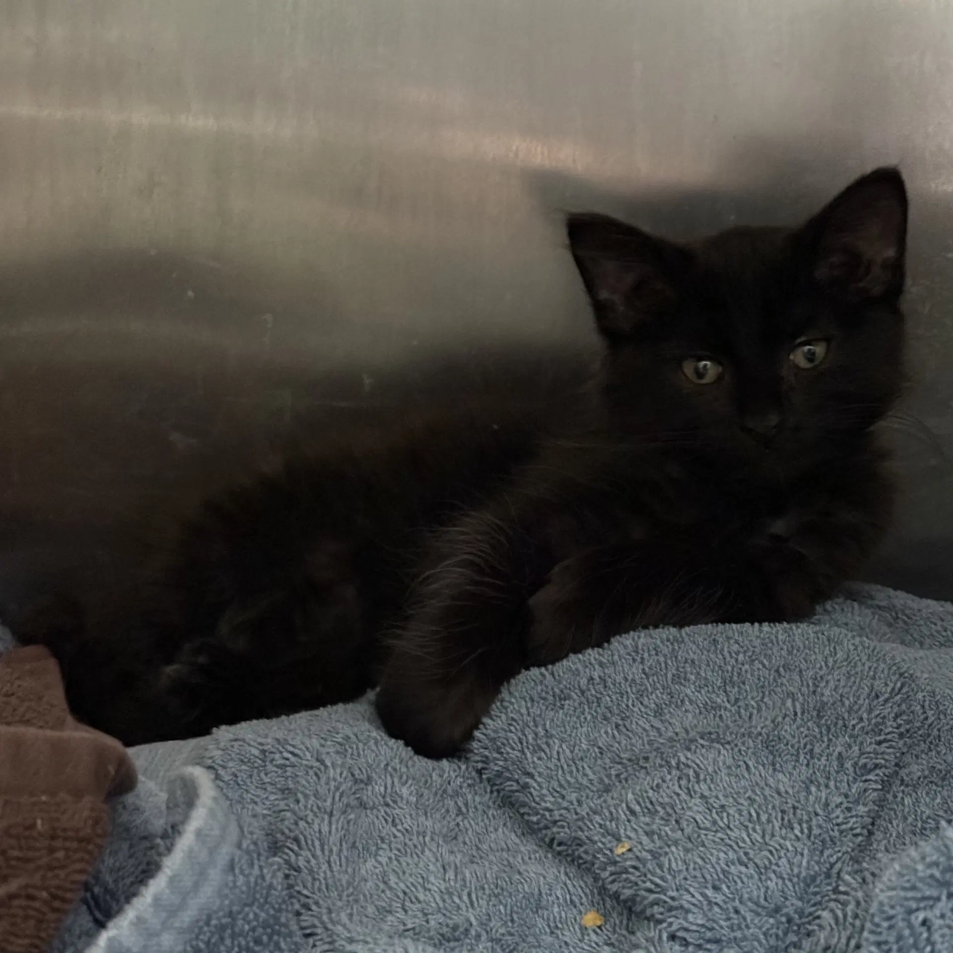 Raphael - Domestic Short Hair
