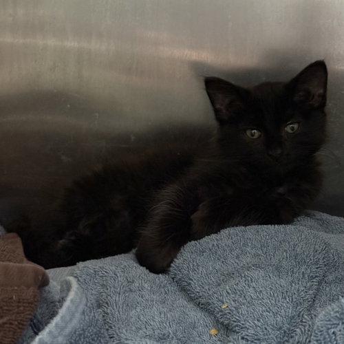 Raphael, Domestic Short Hair / Mixed