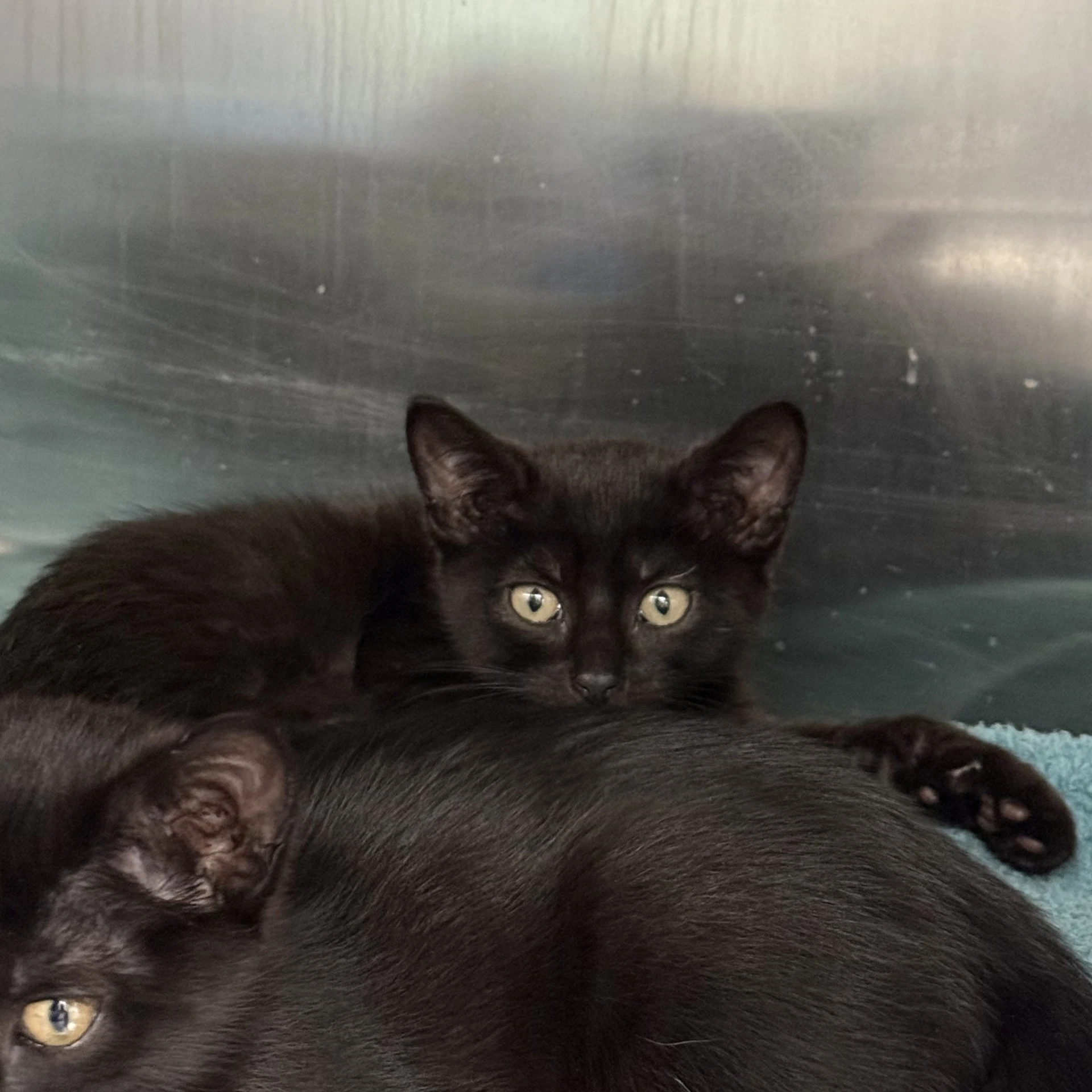 Carlita