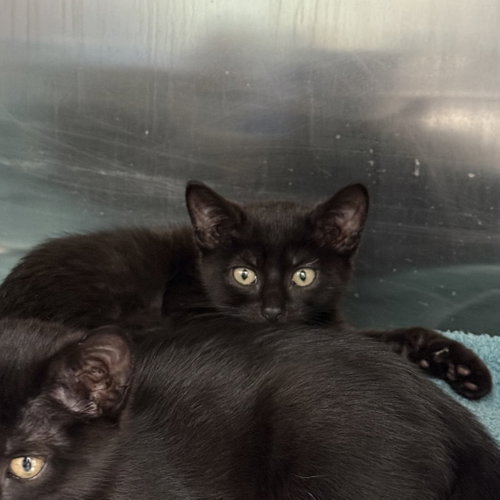 Carlita, Domestic Short Hair / Mixed