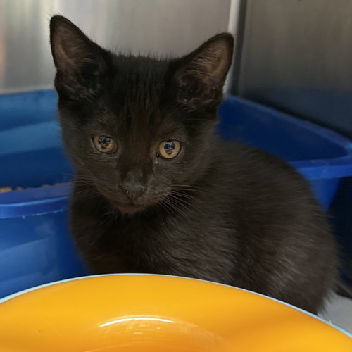 Leonardo, Domestic Short Hair / Mixed