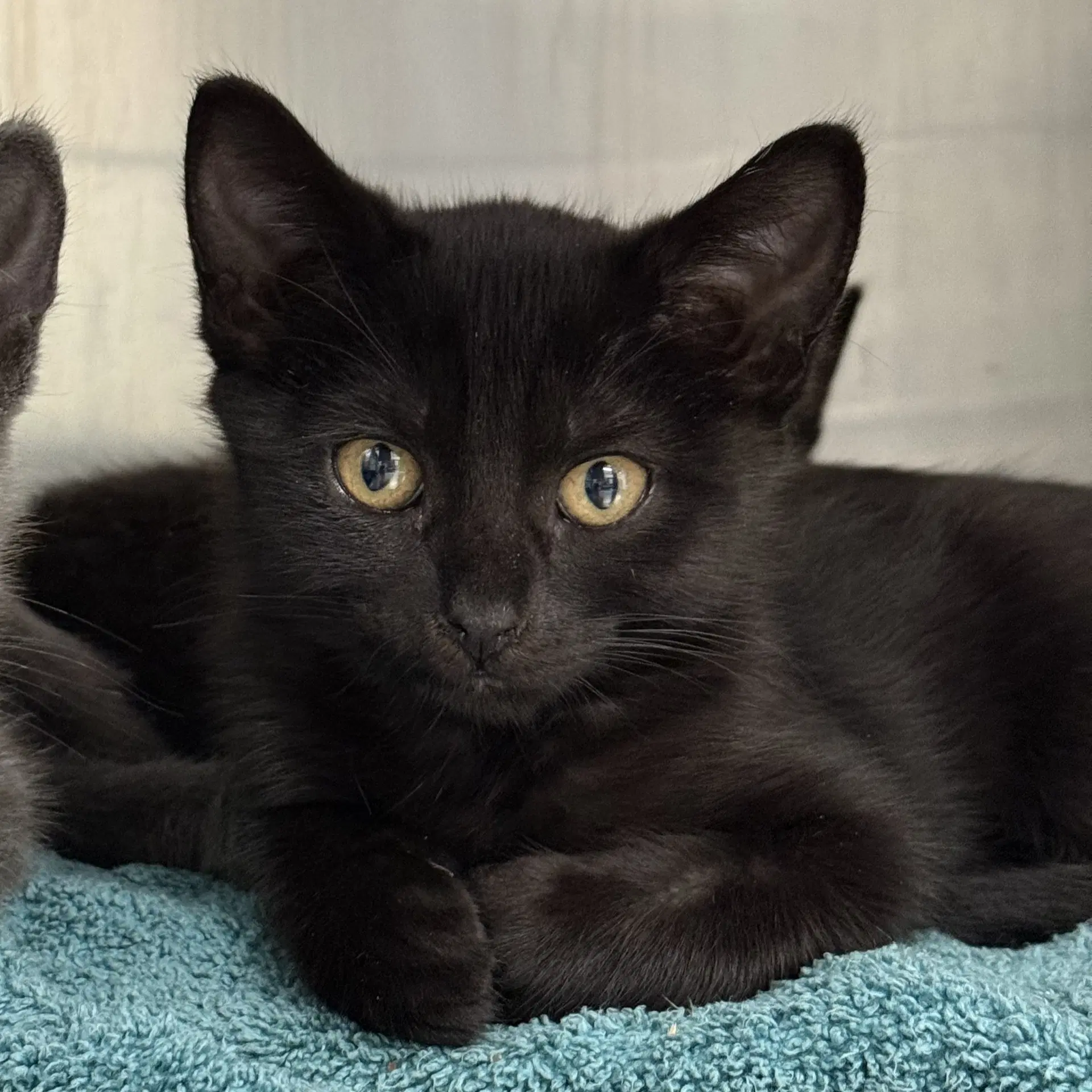 Lila - Domestic Short Hair
