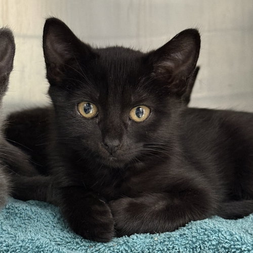 Lila, Domestic Short Hair / Mixed