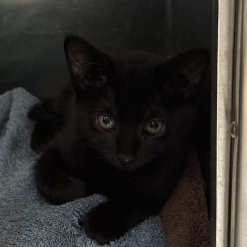Donatello, Domestic Short Hair / Mixed