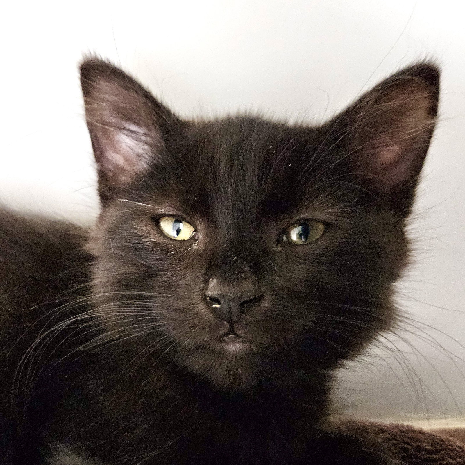 Donatello (bonded w/ Leonardo)