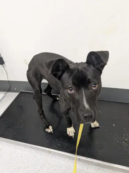Raven - American Pit Bull Terrier
