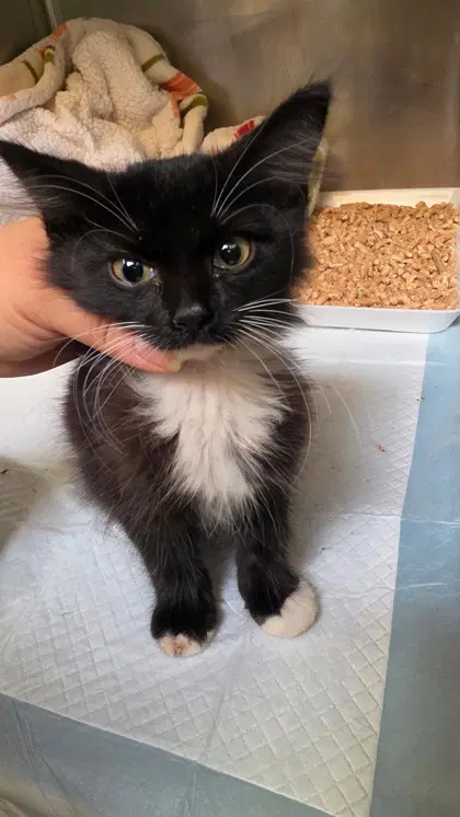 Bug - Domestic Short Hair