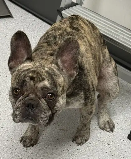 Hugo - French Bulldog