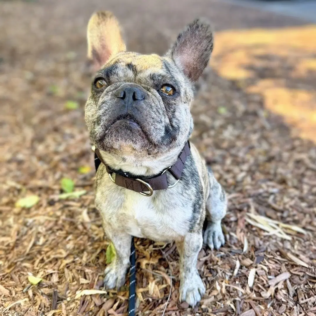 Hugo - French Bulldog
