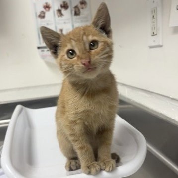 Alex (bonded w/ Farah)