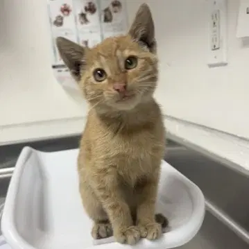 Alex Bonded W Farah - Domestic Short Hair