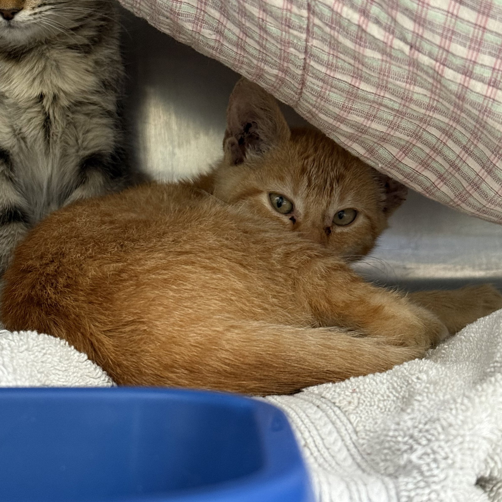 Alex (bonded w/ Farah), photo 2