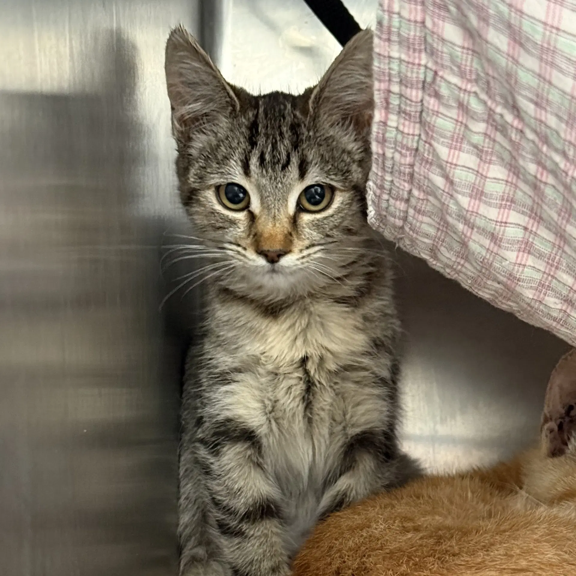 Farah Bonded W Alex - Domestic Short Hair