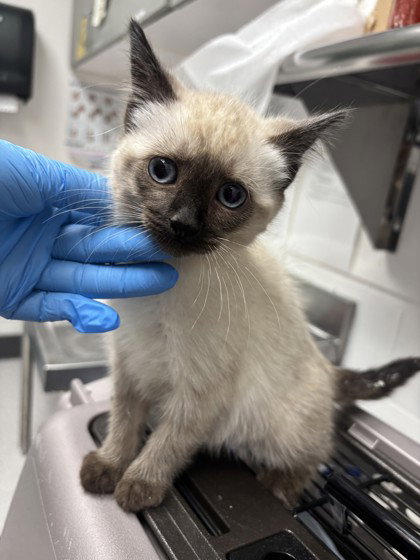 Bowie (bonded w/ Brew)