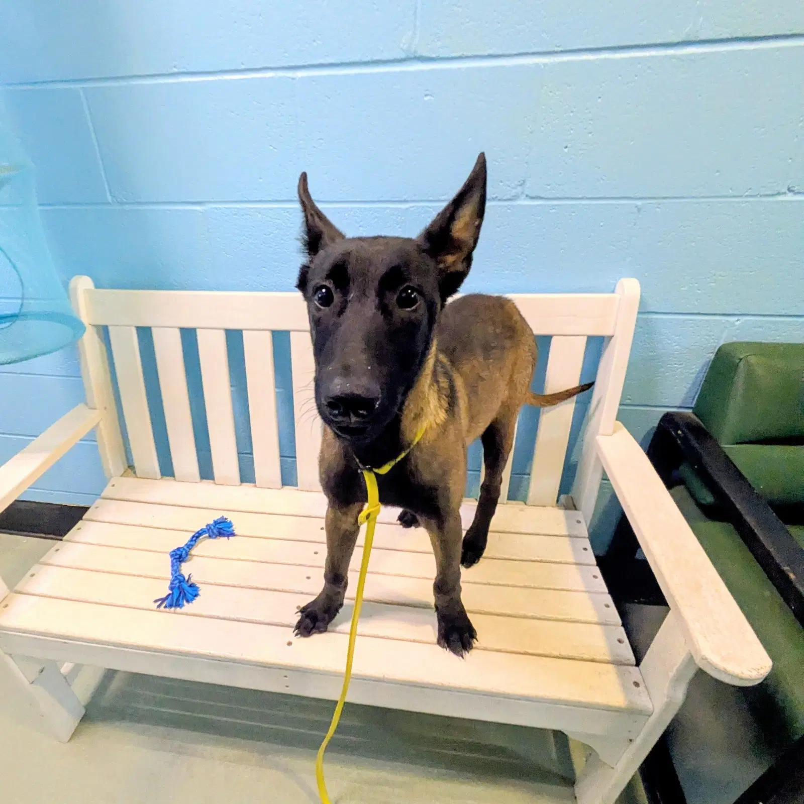 Chucky - Belgian Shepherd Malinois