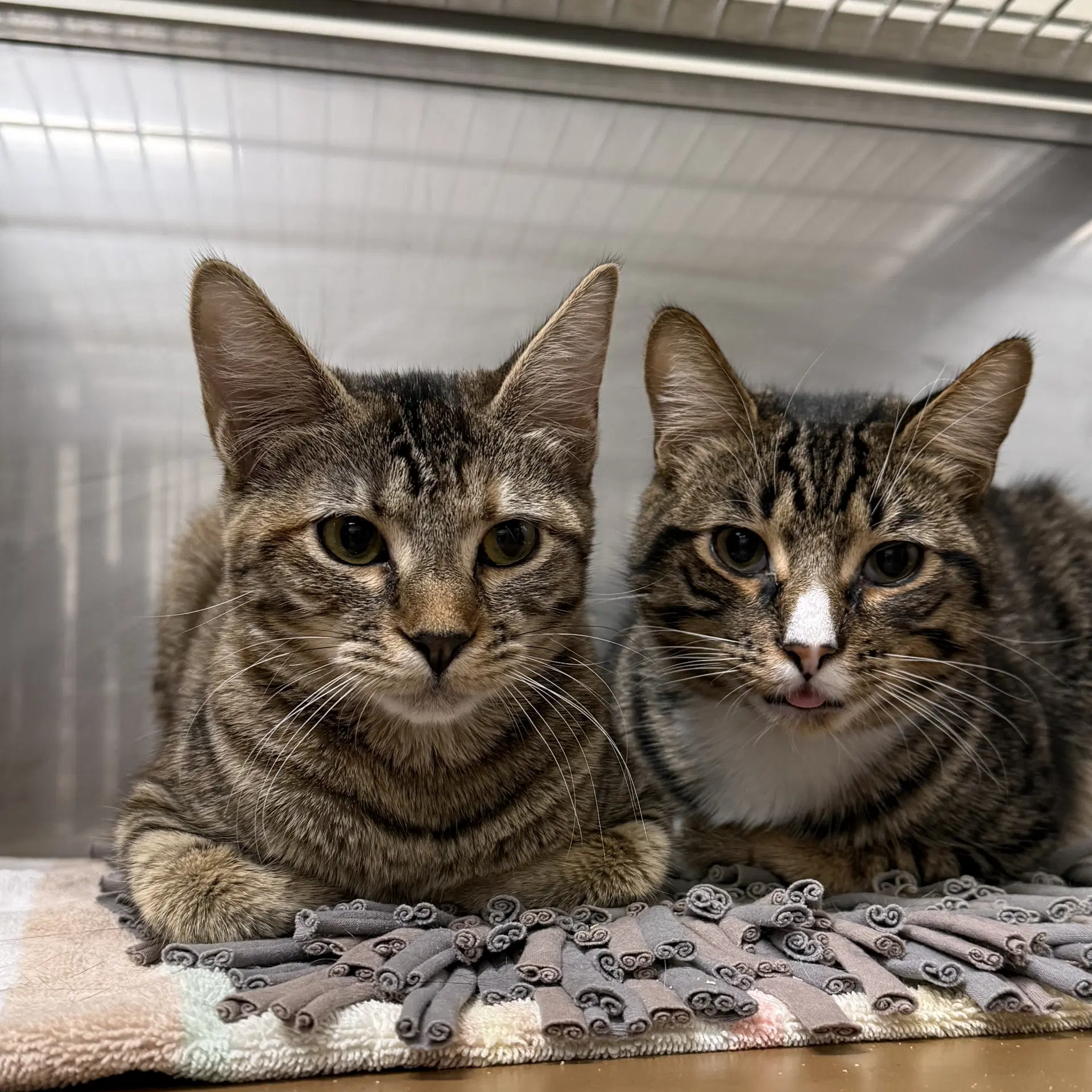 Dahlia Bonded W Dusty - Domestic Short Hair