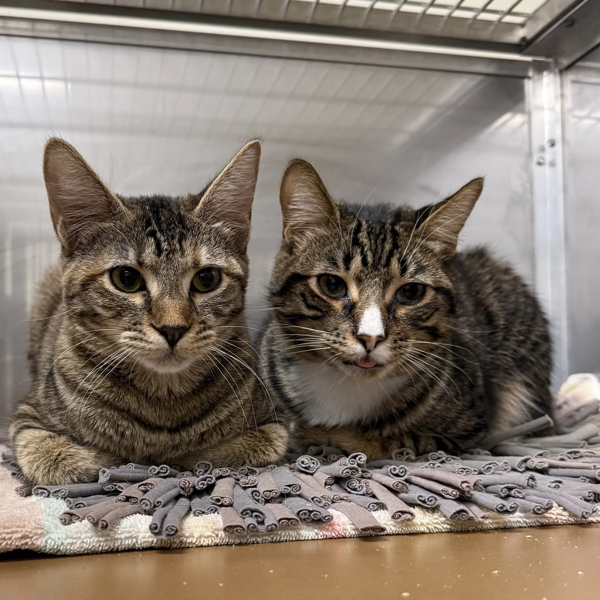 Dusty Bonded W Dahlia - Domestic Short Hair