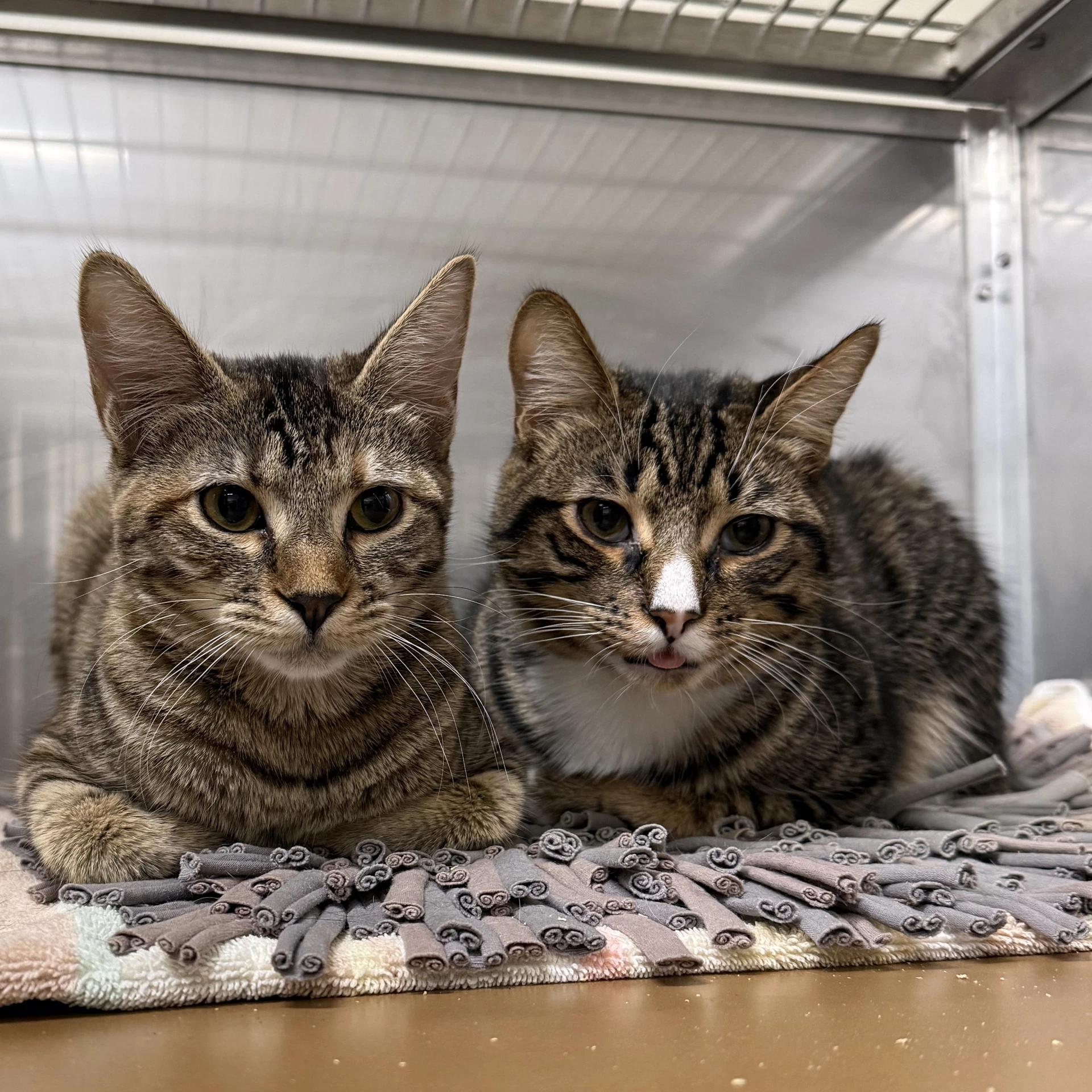 Dusty Bonded W Dahlia