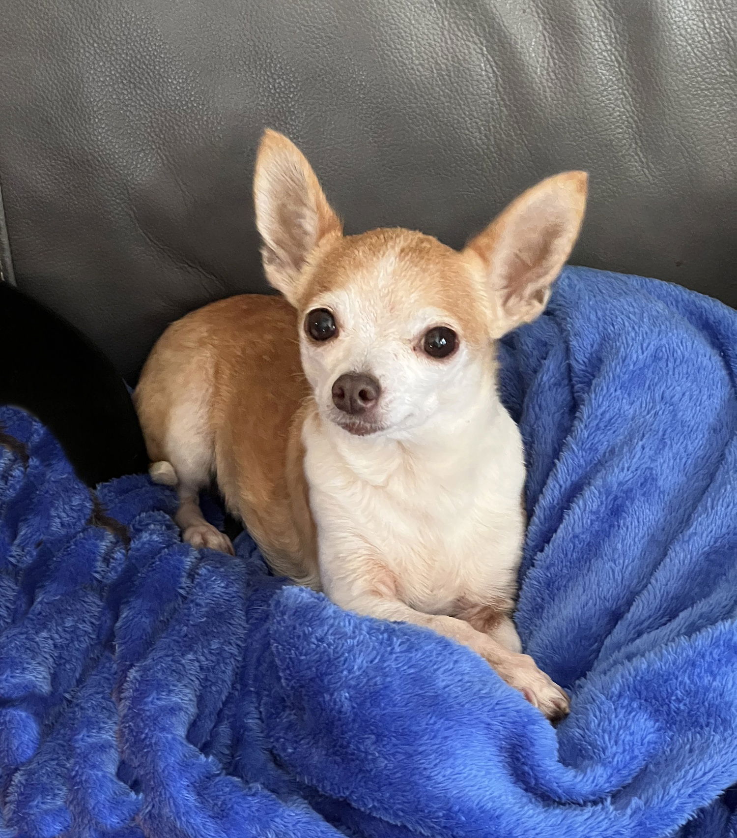 Dog for Adoption Jenelle, a Chihuahua in New Braunfels, TX Alpha Paw