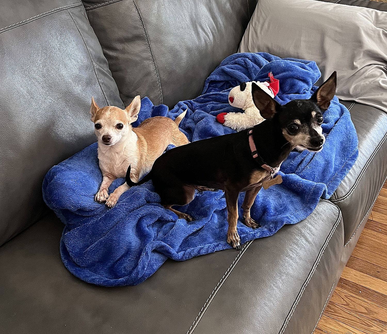 Dog for Adoption - Jenelle, a Chihuahua in New Braunfels, TX | Alpha Paw