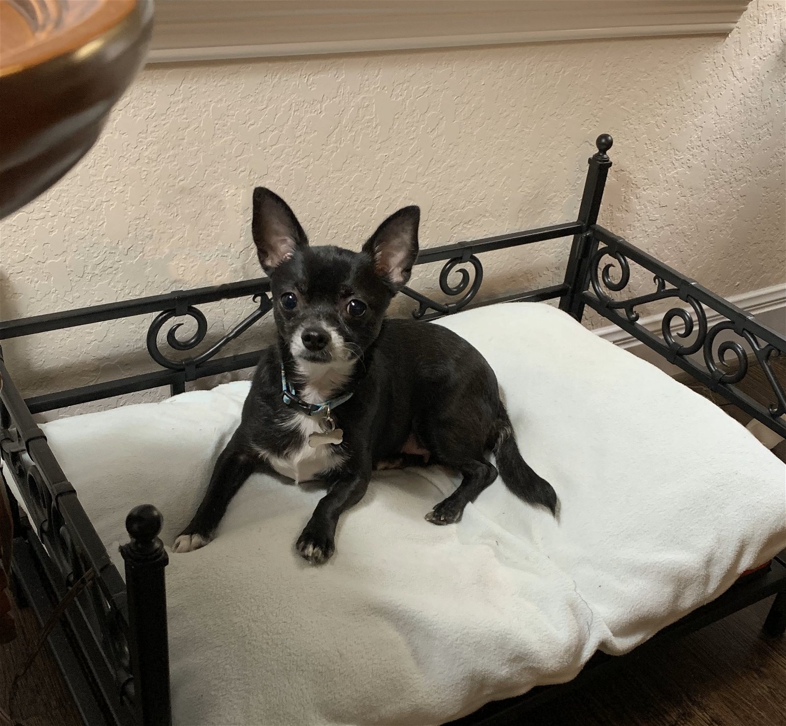 adoptable Dog in San Antonio, TX named Libby
