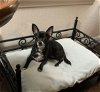 adoptable Dog in anton, TX named Libby