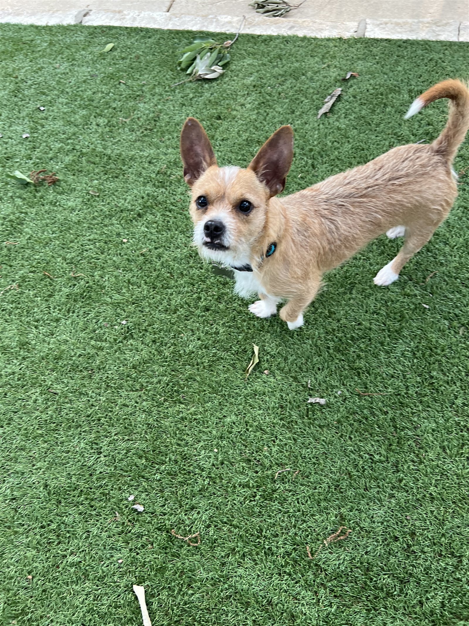 adoptable Dog in San Antonio, TX named Finn