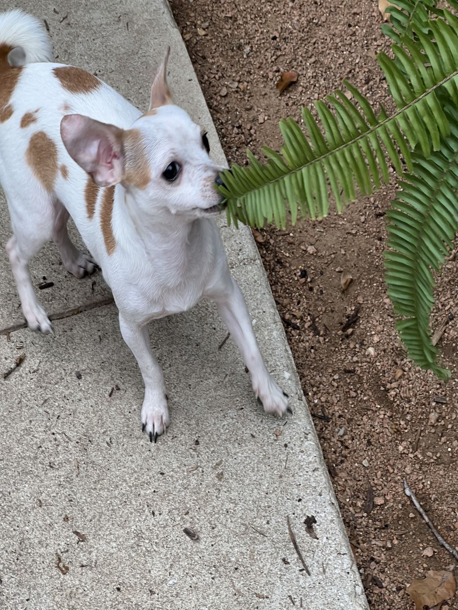 adoptable Dog in San Antonio, TX named Casper