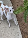 adoptable Dog in  named Casper