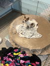 adoptable Dog in  named Shelly