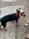 adoptable Dog in  named Trixie