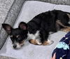 adoptable Dog in  named Raisin