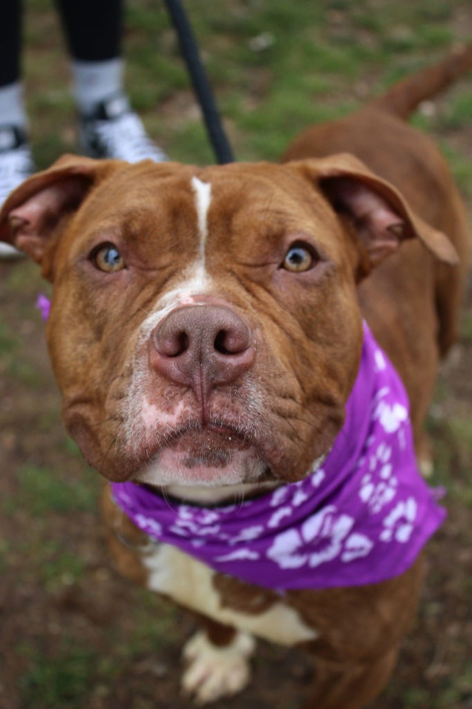 adoptable Dog in Sayreville, NJ named Suri