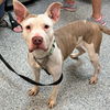 adoptable Dog in , NJ named Brie