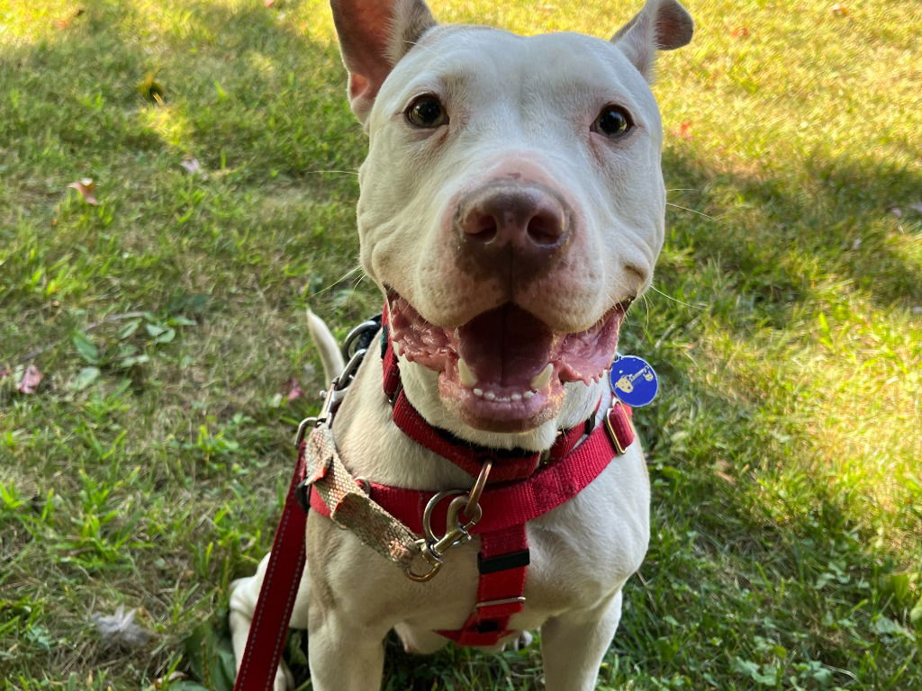 adoptable Dog in Sayreville, NJ named Brie