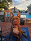 adoptable Dog in sayreville, NJ named Bourbon