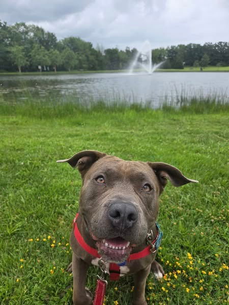 adoptable Dog in Sayreville, NJ named Tessie
