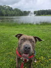 adoptable Dog in sayreville, NJ named Tessie