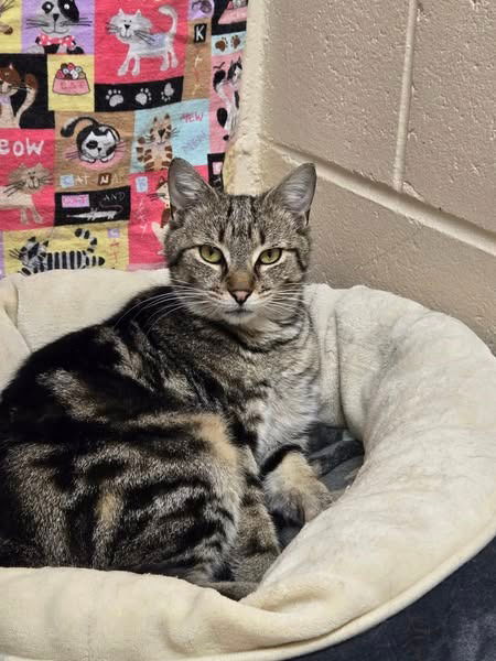 picture of the cat needing adoption