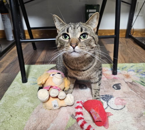 picture of the cat needing adoption