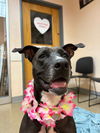 adoptable Dog in  named Harper