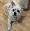 adoptable Dog in sayreville, NJ named Simon