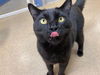 adoptable Cat in sayreville, NJ named Fendi