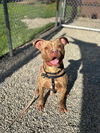 adoptable Dog in sayreville, NJ named Eddie