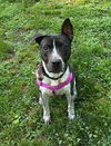 adoptable Dog in sayreville, NJ named Shyla